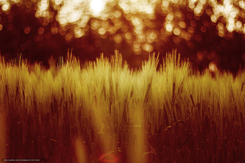 Golden Wheat Field at Sunset