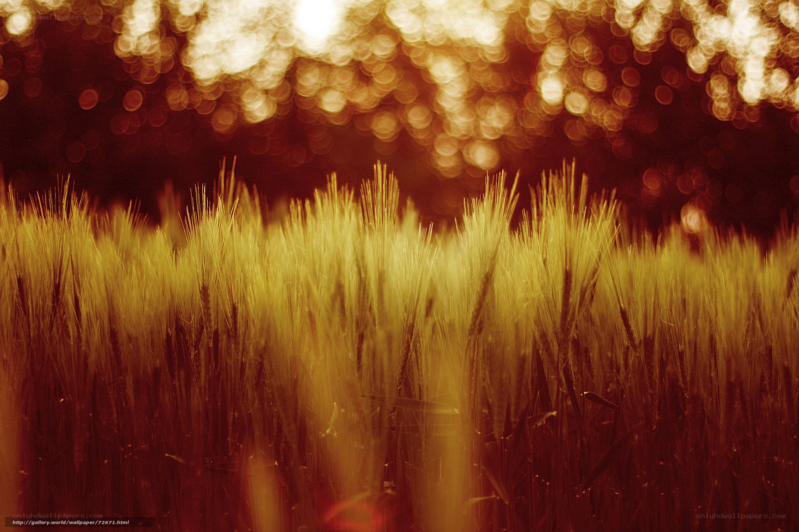 Golden Wheat Field at Sunset