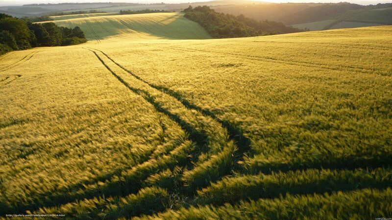 Golden wheat field at sunset