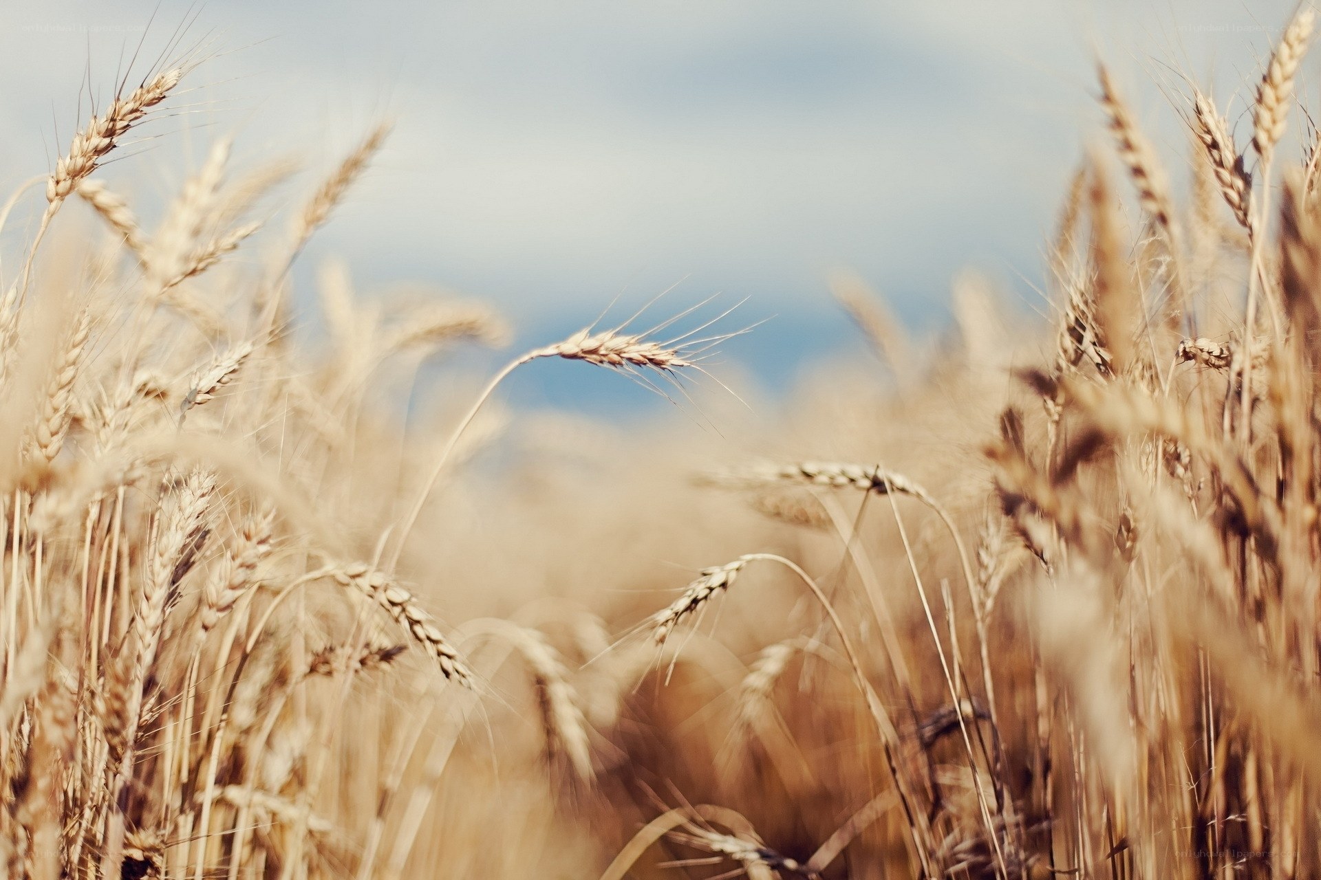 Golden wheat field at sunset