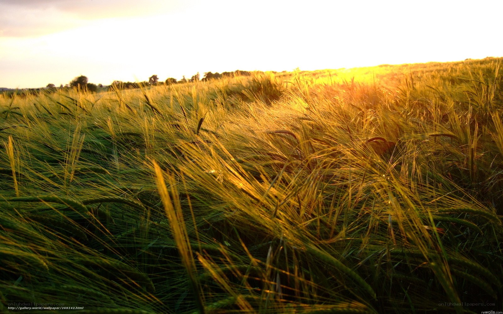 Golden wheat field at sunset