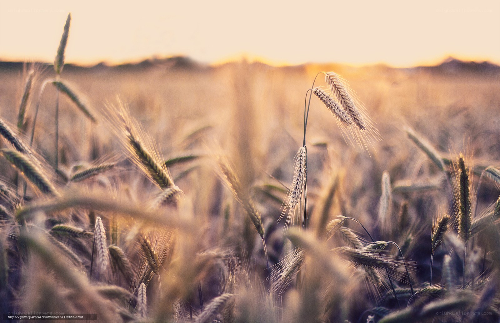 Golden wheat field at sunset