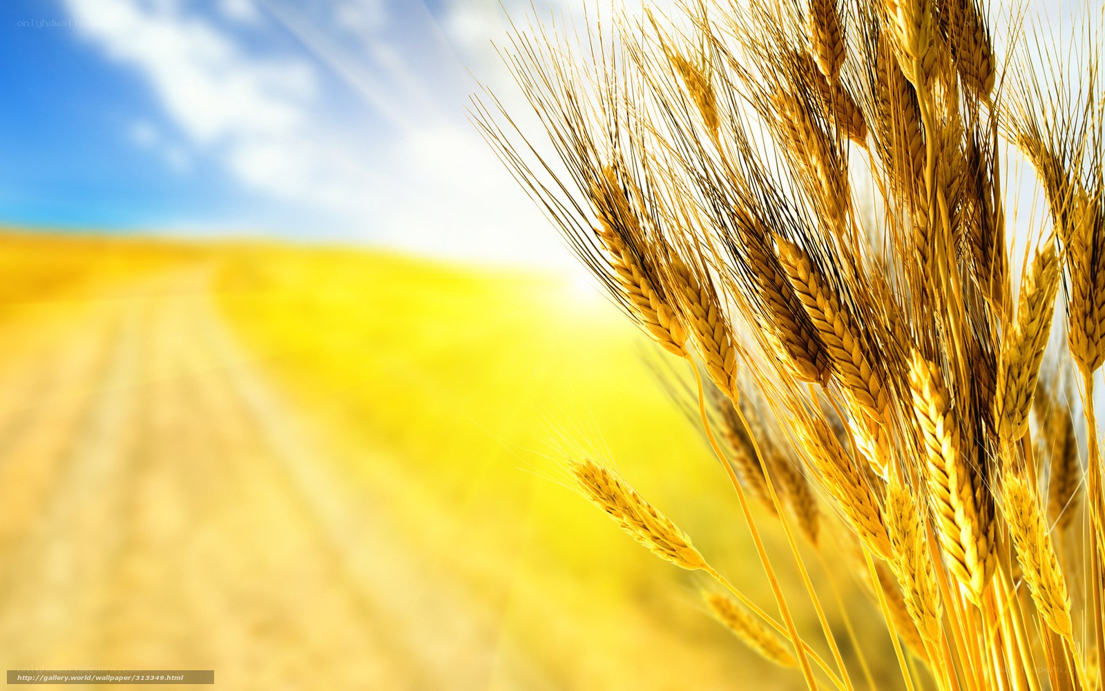Golden wheat field at sunset
