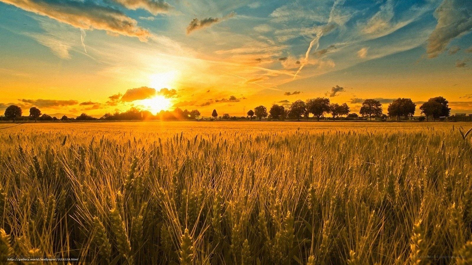 Golden wheat field at sunset