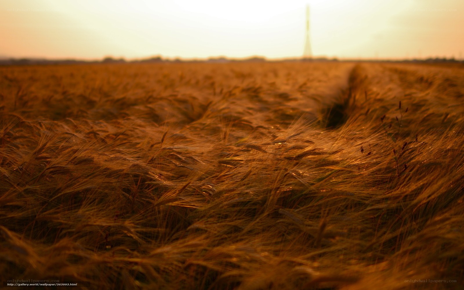 Golden wheat field at sunset