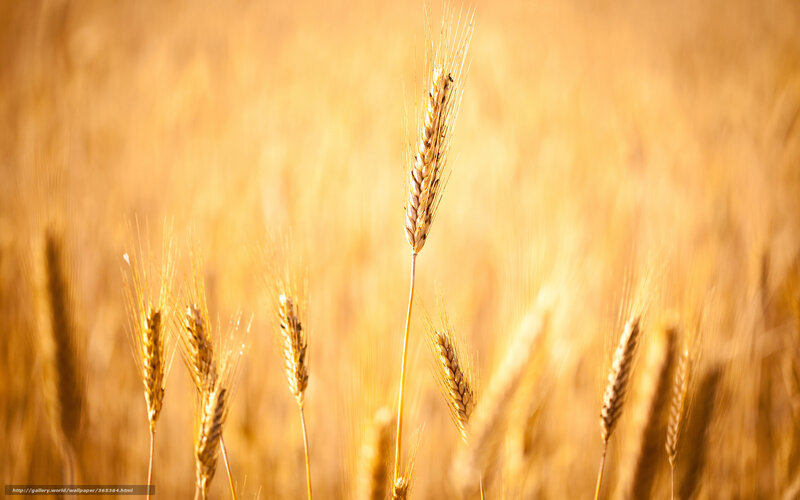 Golden wheat field at sunset