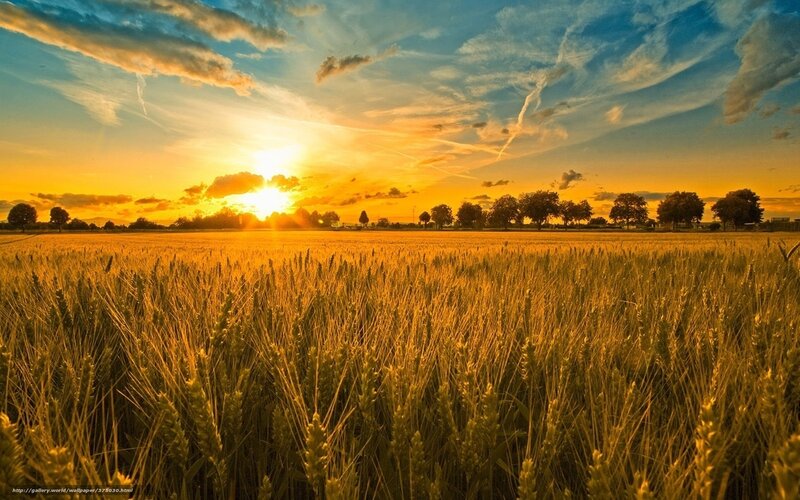 Golden wheat field at sunset