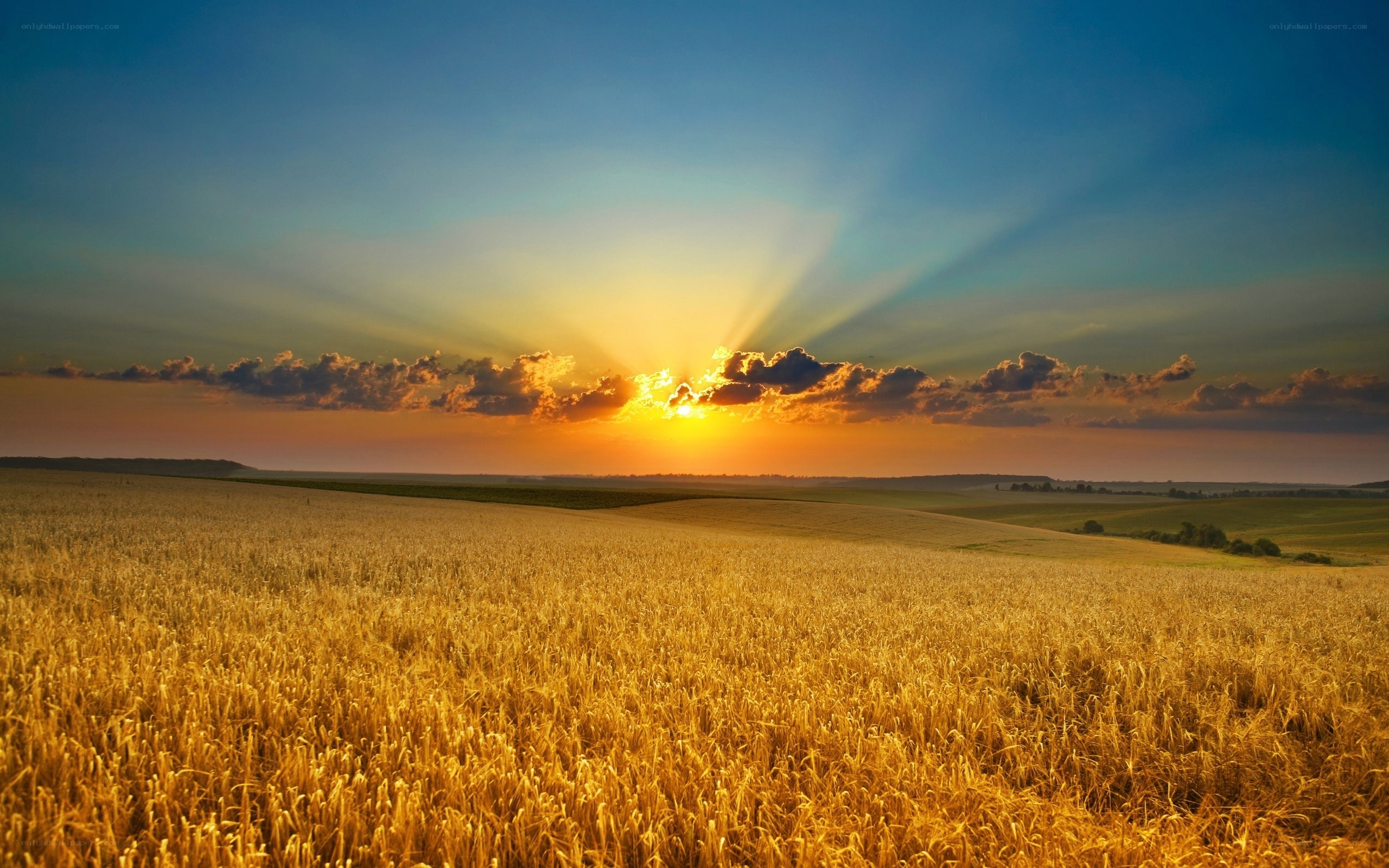 Golden wheat field at sunset