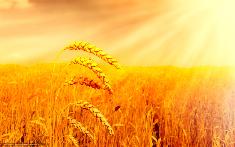 Golden wheat field at sunset