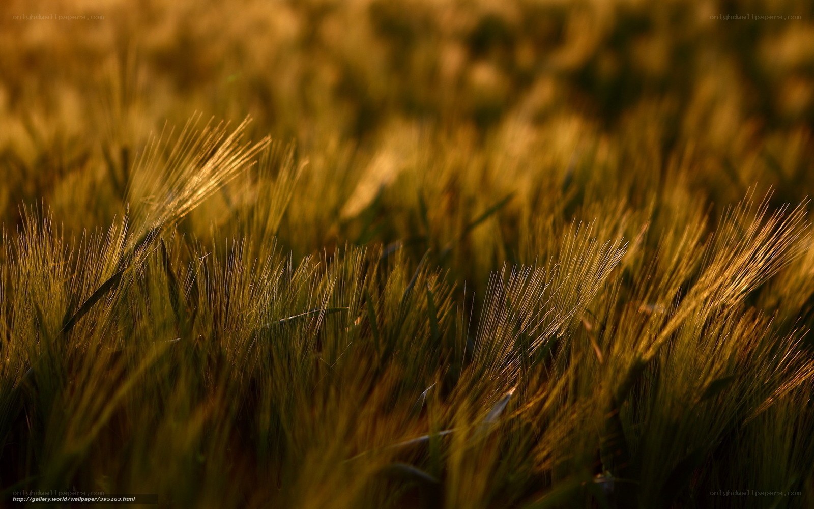 Golden Wheat Field at Sunset