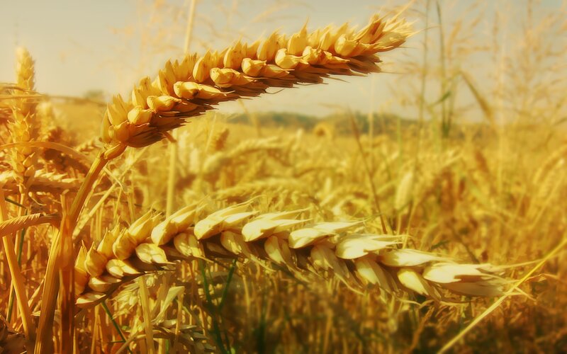 Golden wheat field at sunset