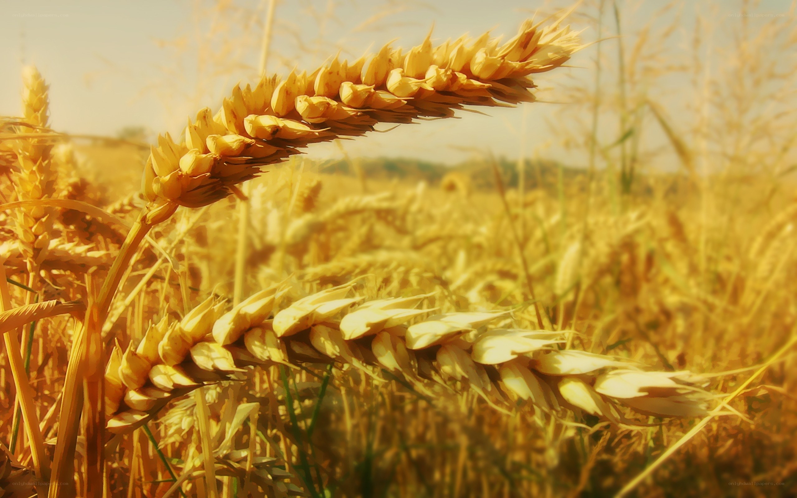 Golden wheat field at sunset