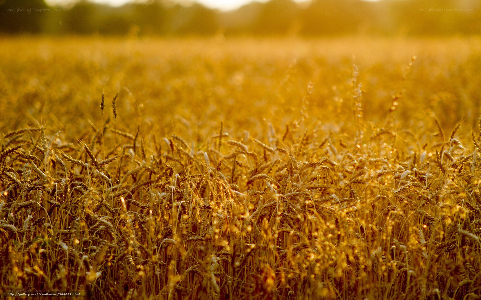 Golden wheat field at sunset