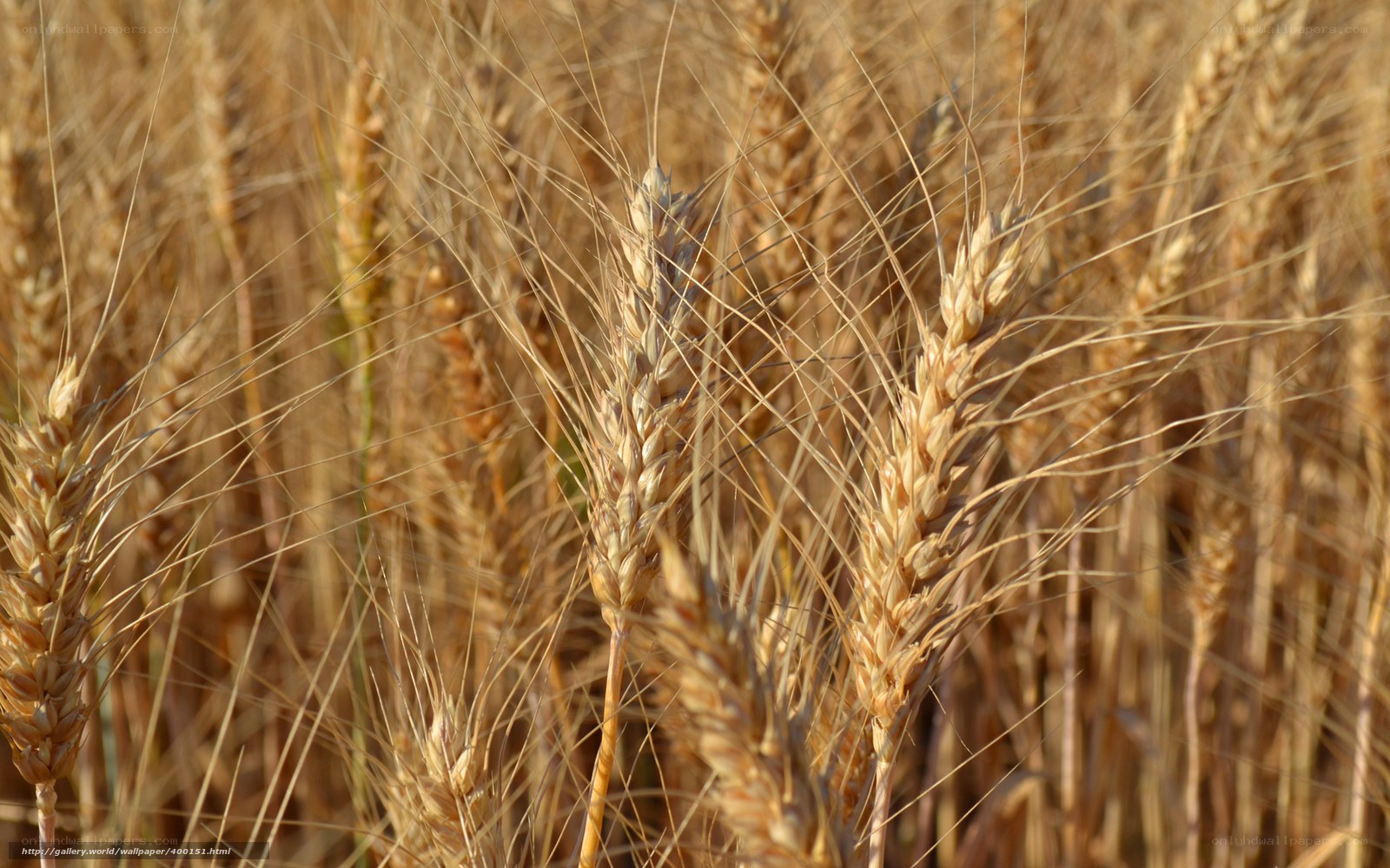 Golden wheat field at sunset