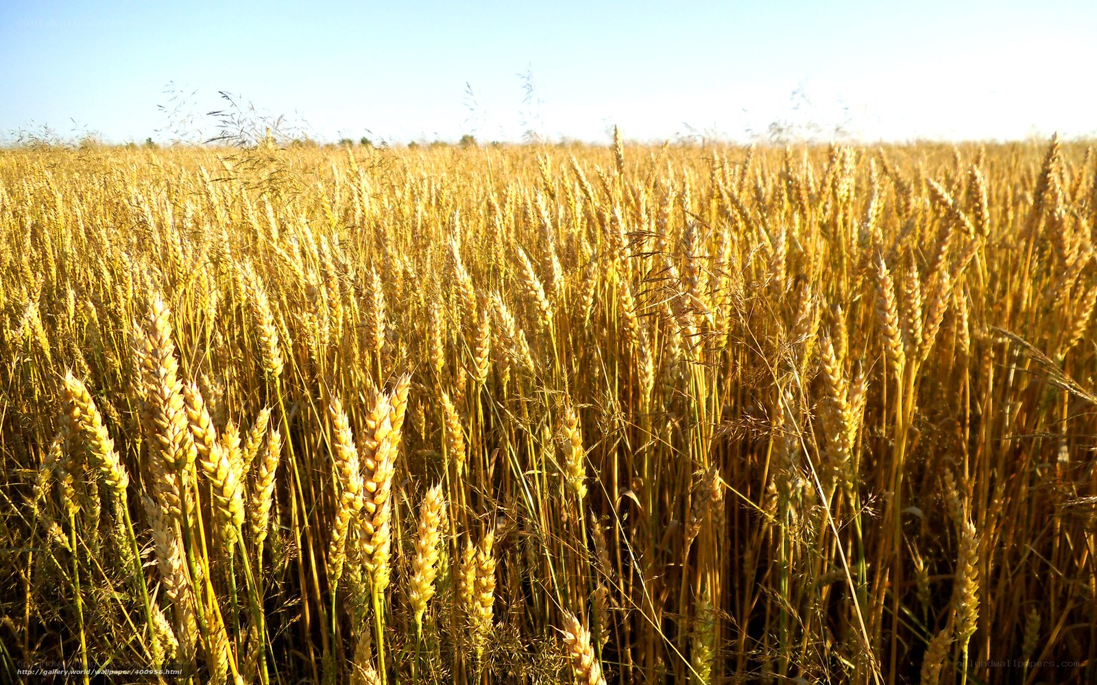 Golden wheat field at sunset