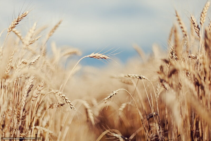 Golden wheat field at sunset