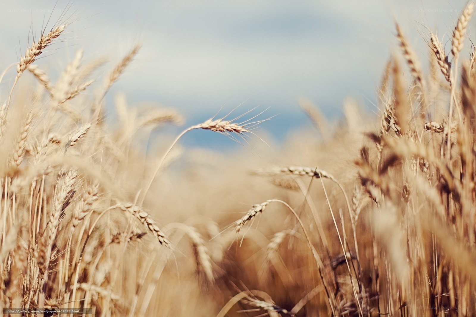 Golden wheat field at sunset