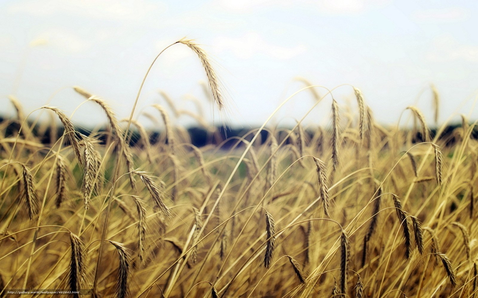 Golden wheat field at sunset