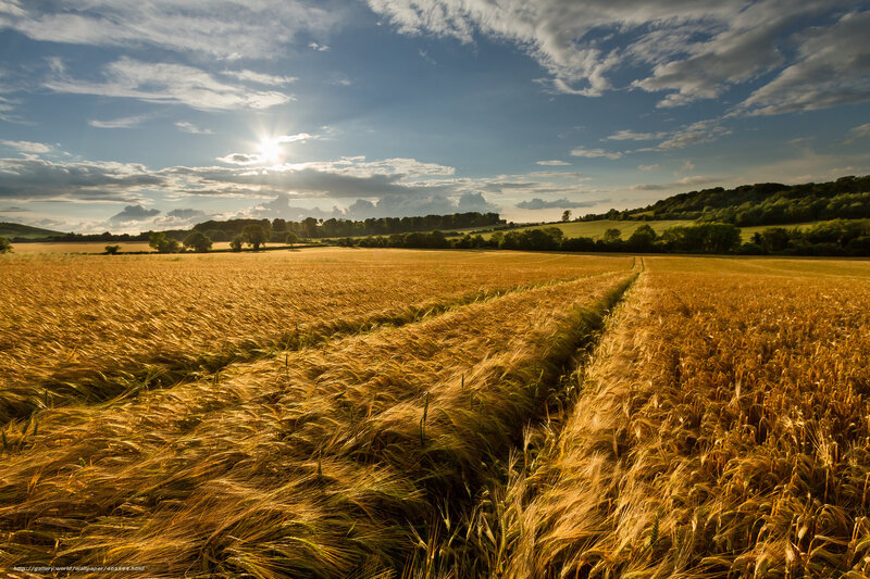 Golden wheat field at sunset