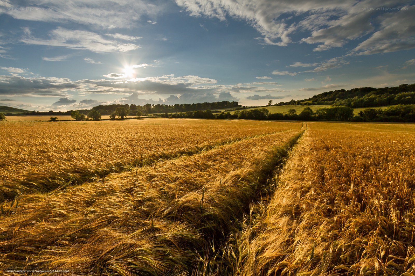 Golden wheat field at sunset