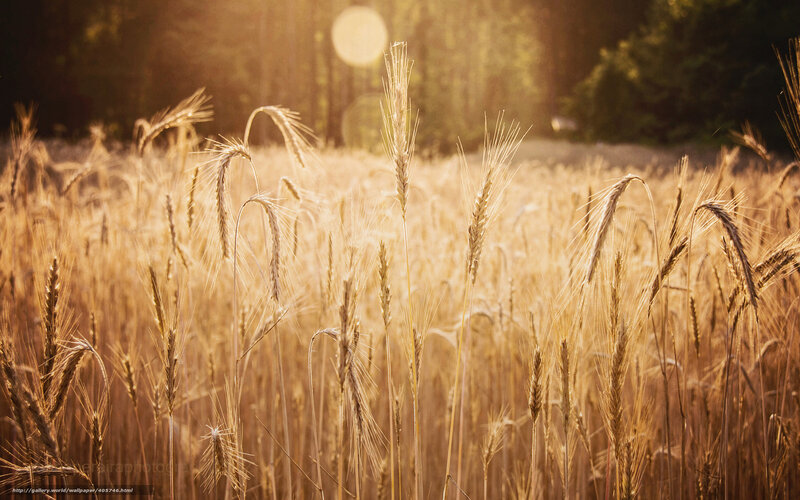 Golden wheat field at sunset