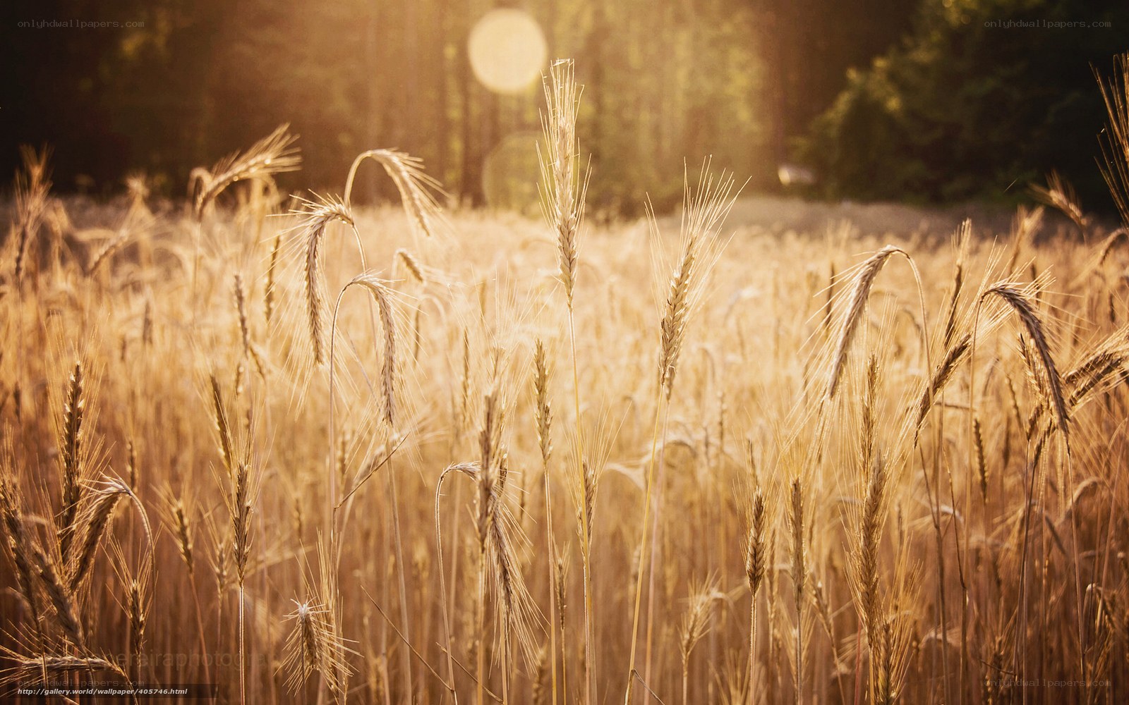 Golden wheat field at sunset