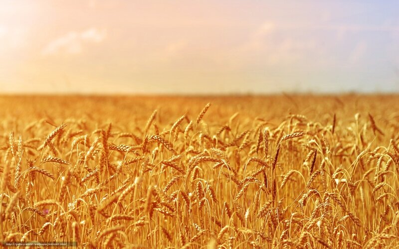 Golden wheat field at sunset