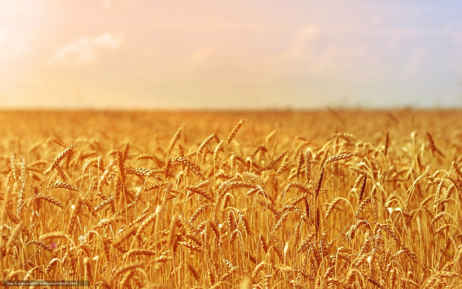 Golden wheat field at sunset