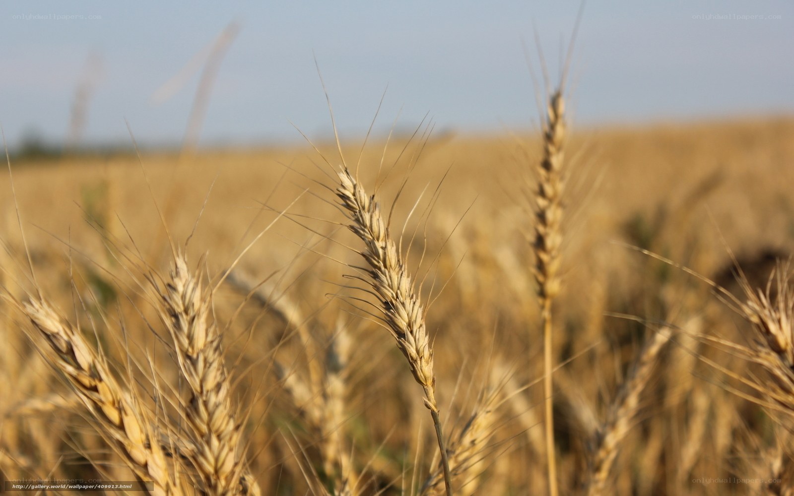 Golden wheat field at sunset