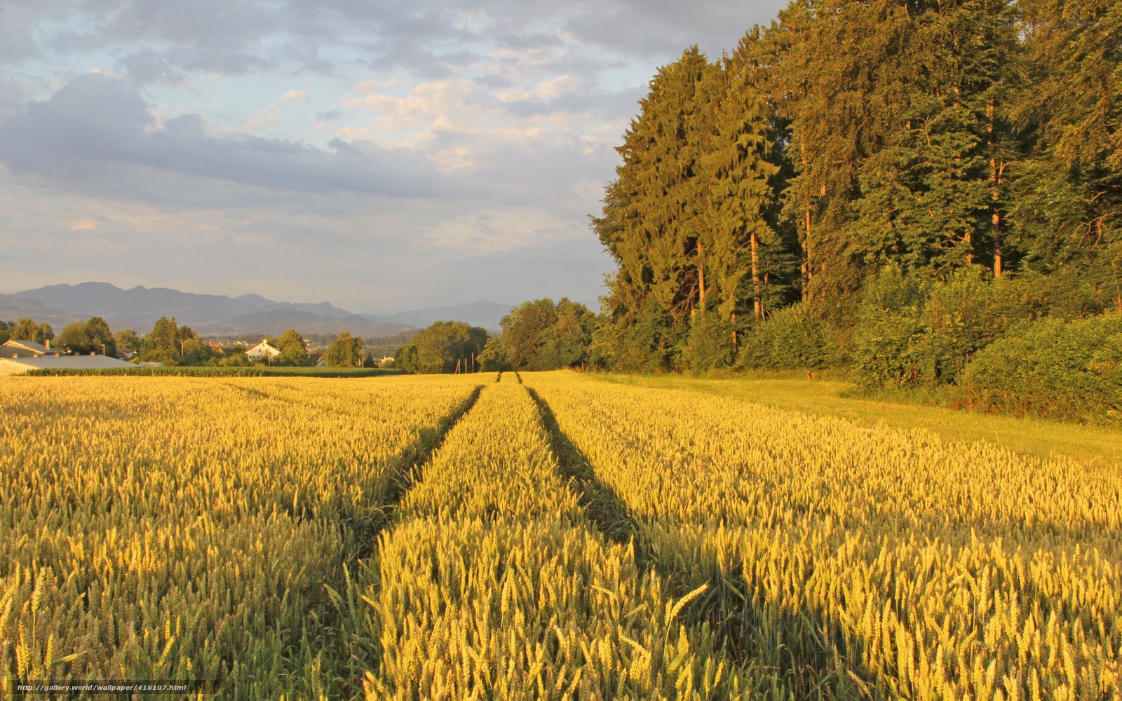 Golden wheat field at sunset