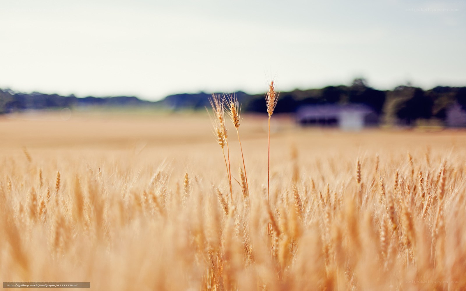 Golden wheat field at sunset