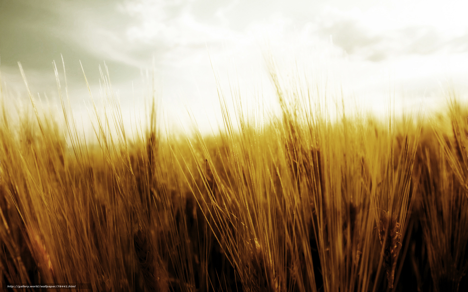 Golden wheat field at sunset
