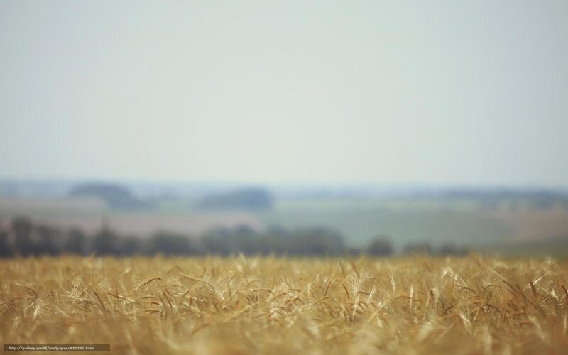 Golden wheat field at sunset
