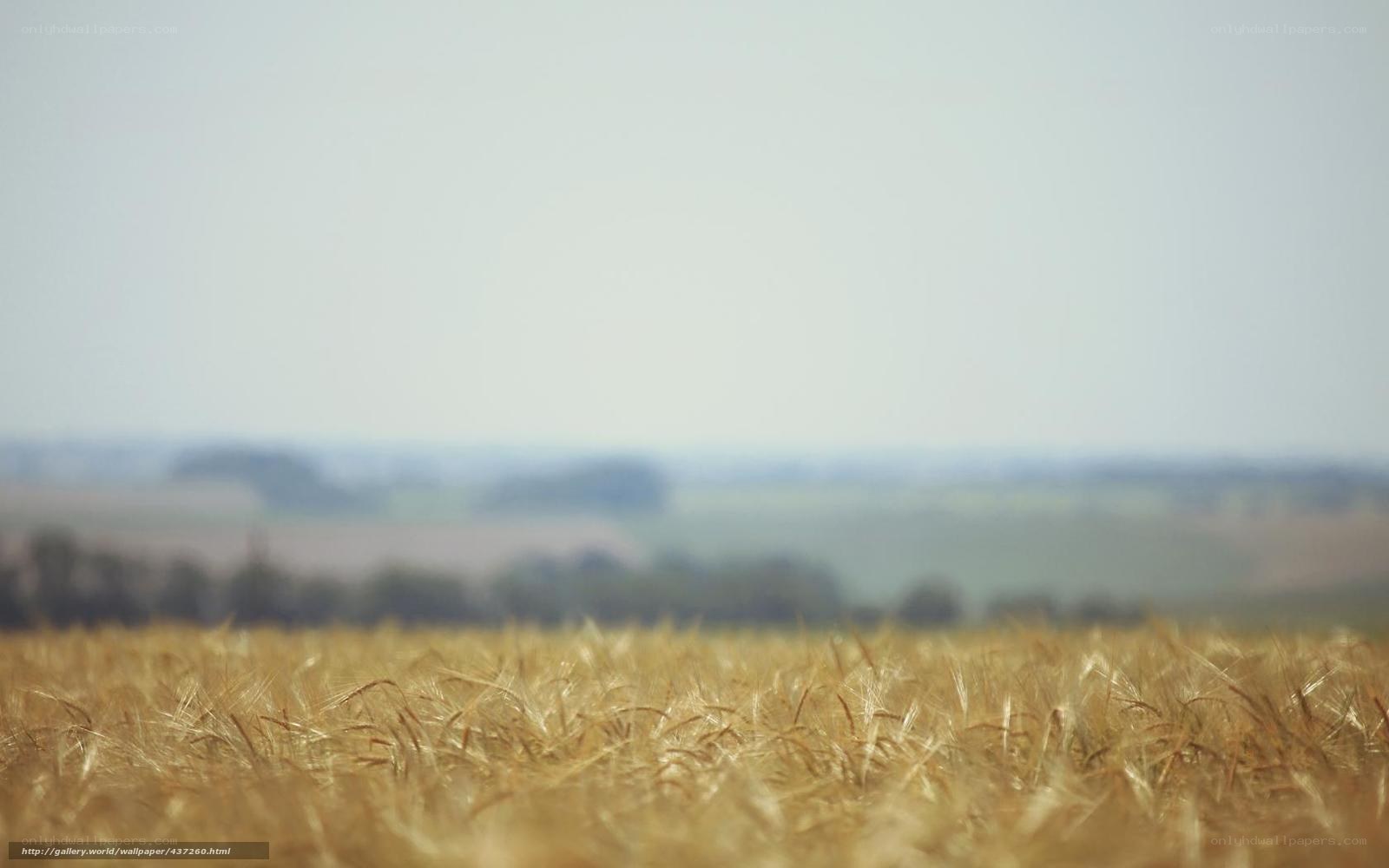 Golden wheat field at sunset