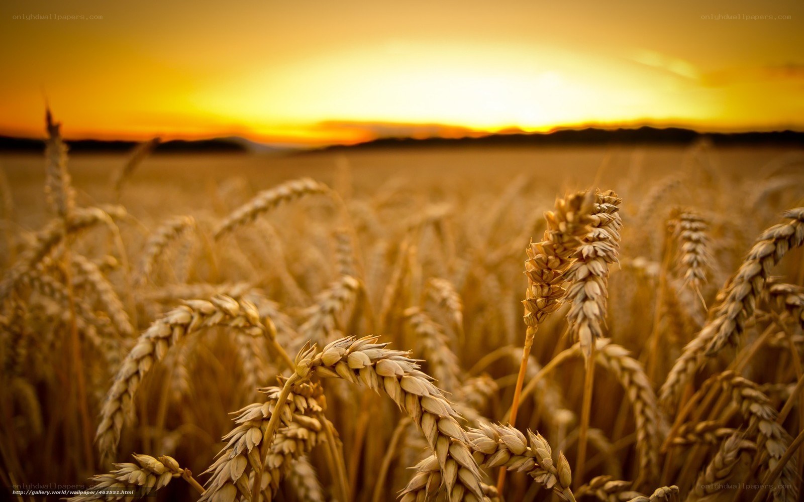 Golden wheat field at sunset