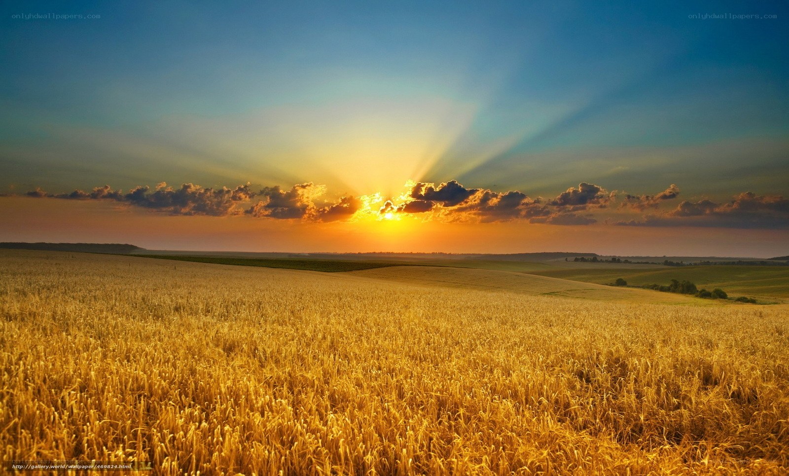 Golden wheat field at sunset