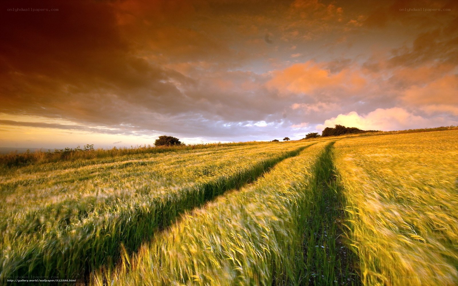 Golden wheat field at sunset