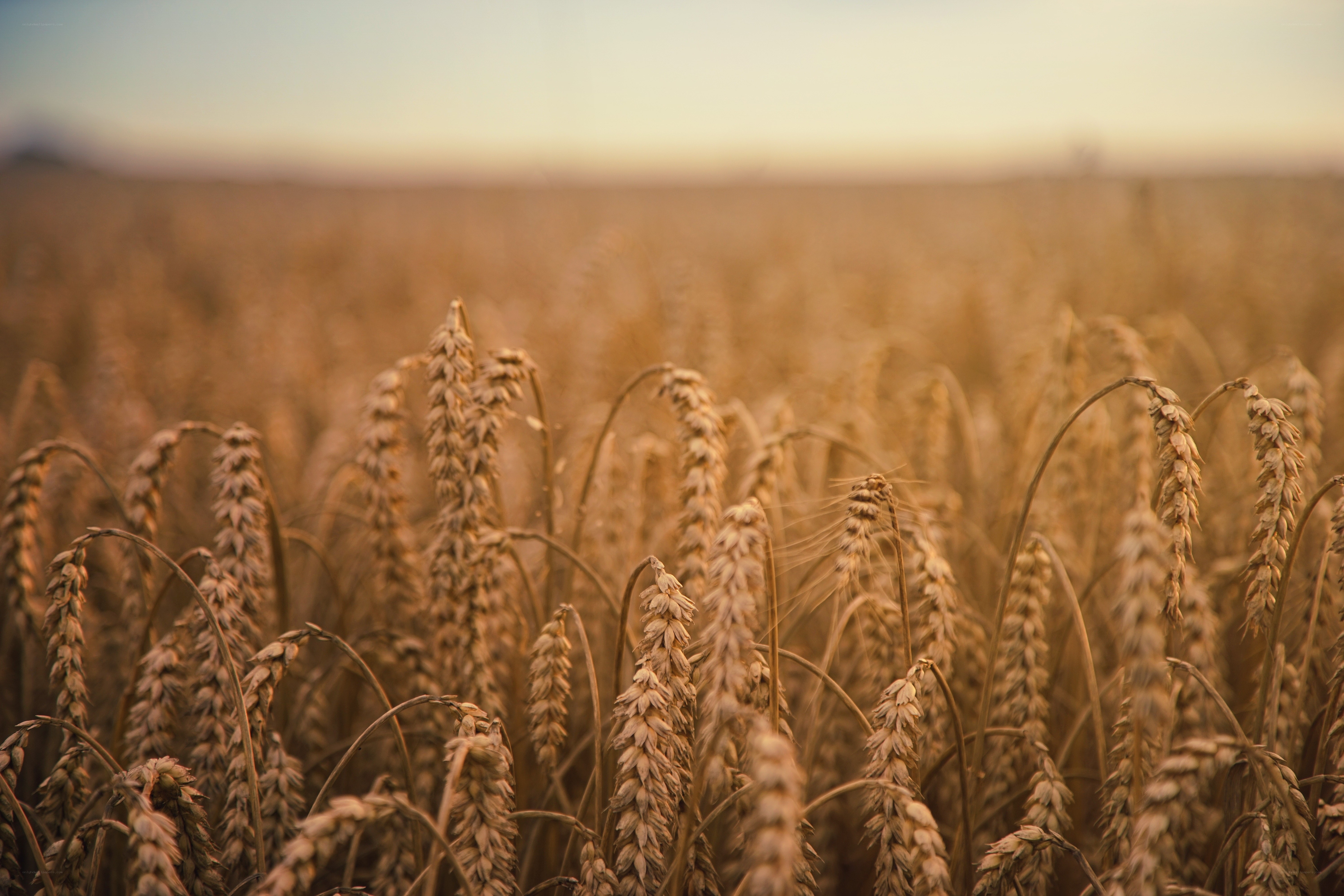 Golden wheat field at sunset