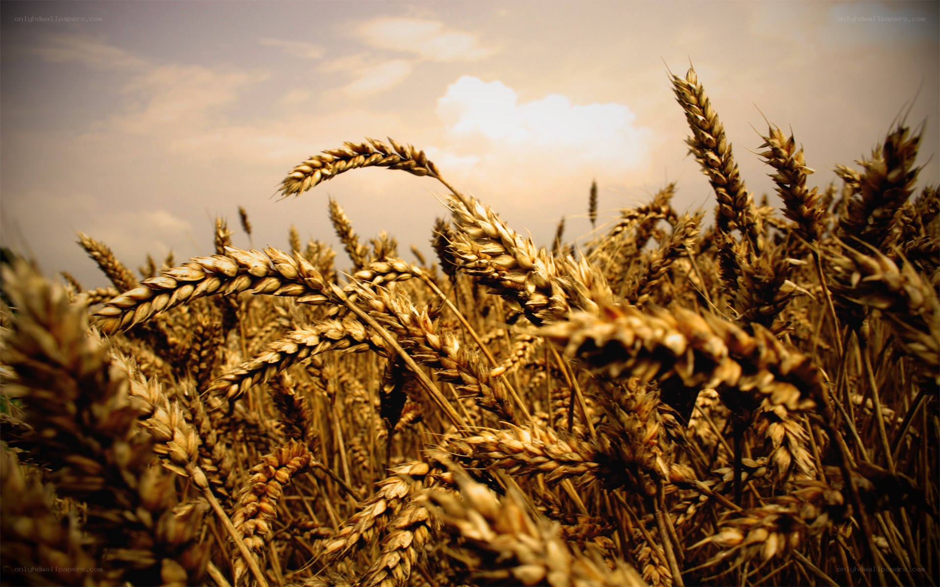 golden wheat field at sunset