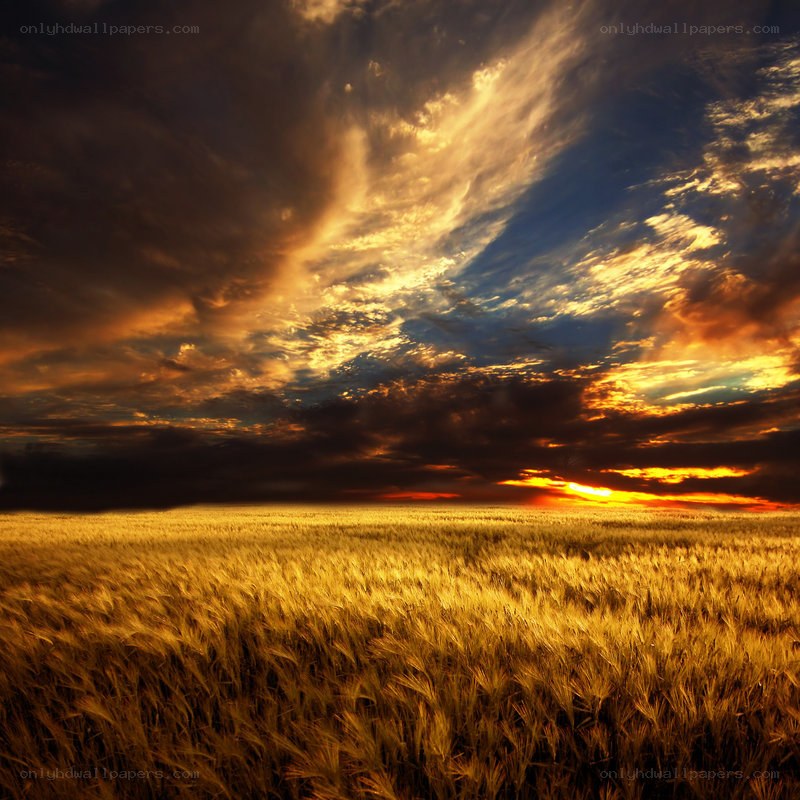 Golden wheat field at sunset
