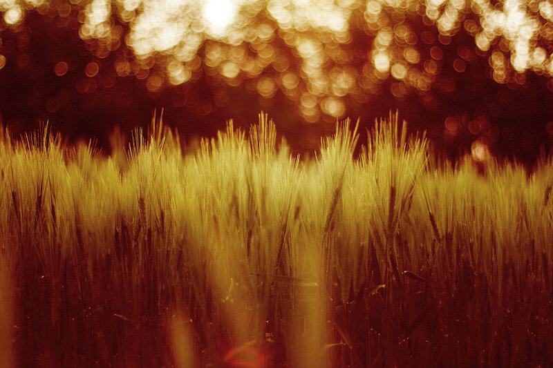 Golden wheat field at sunset