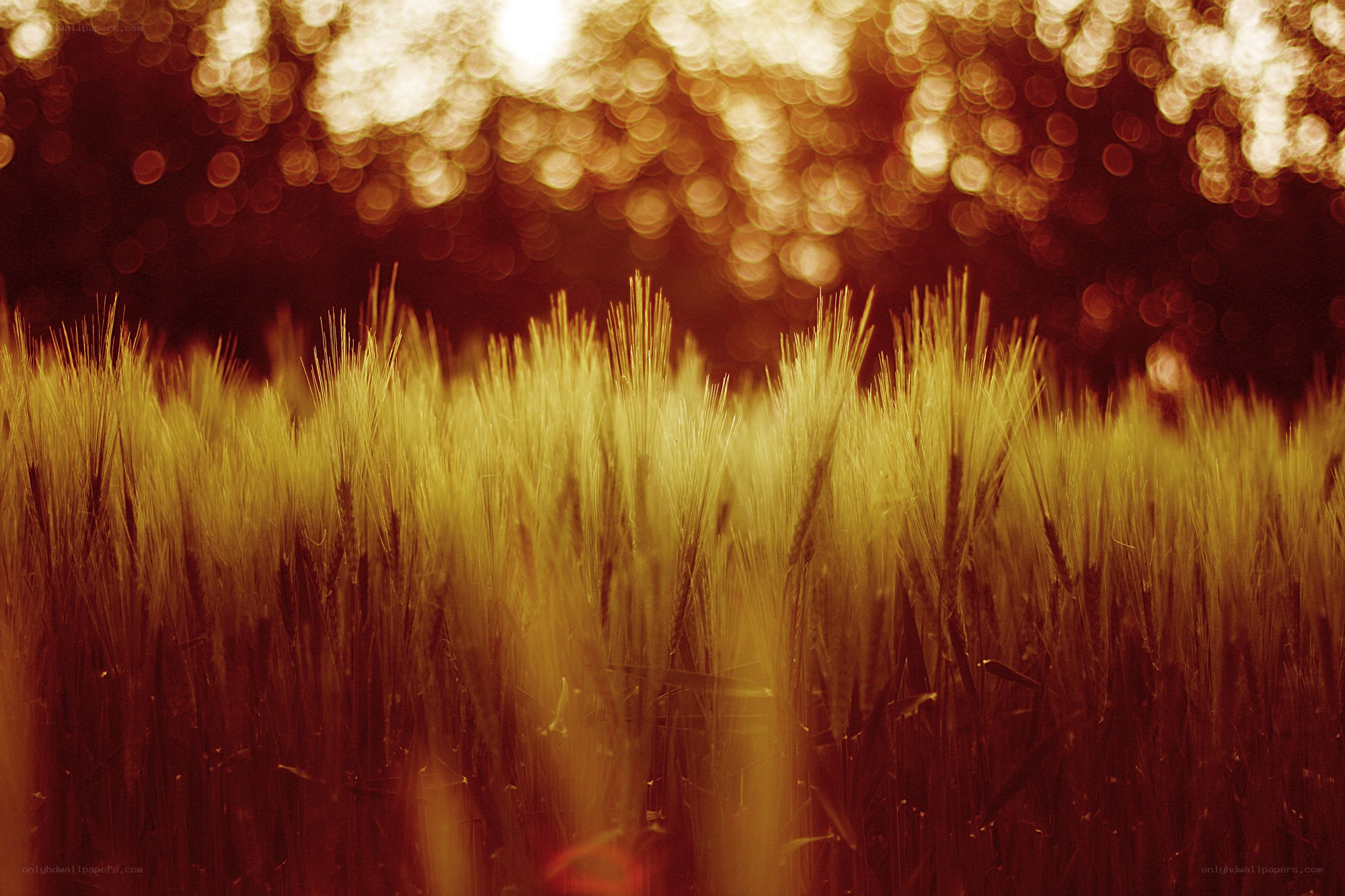 Golden wheat field at sunset