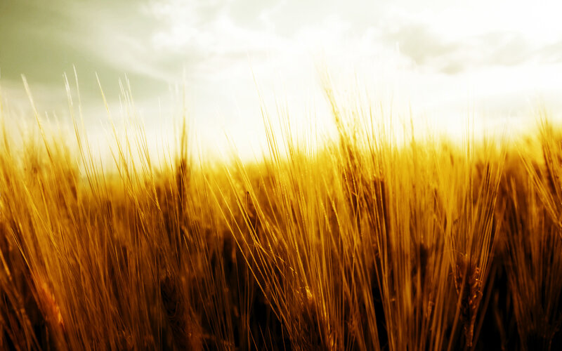 golden wheat field at sunset