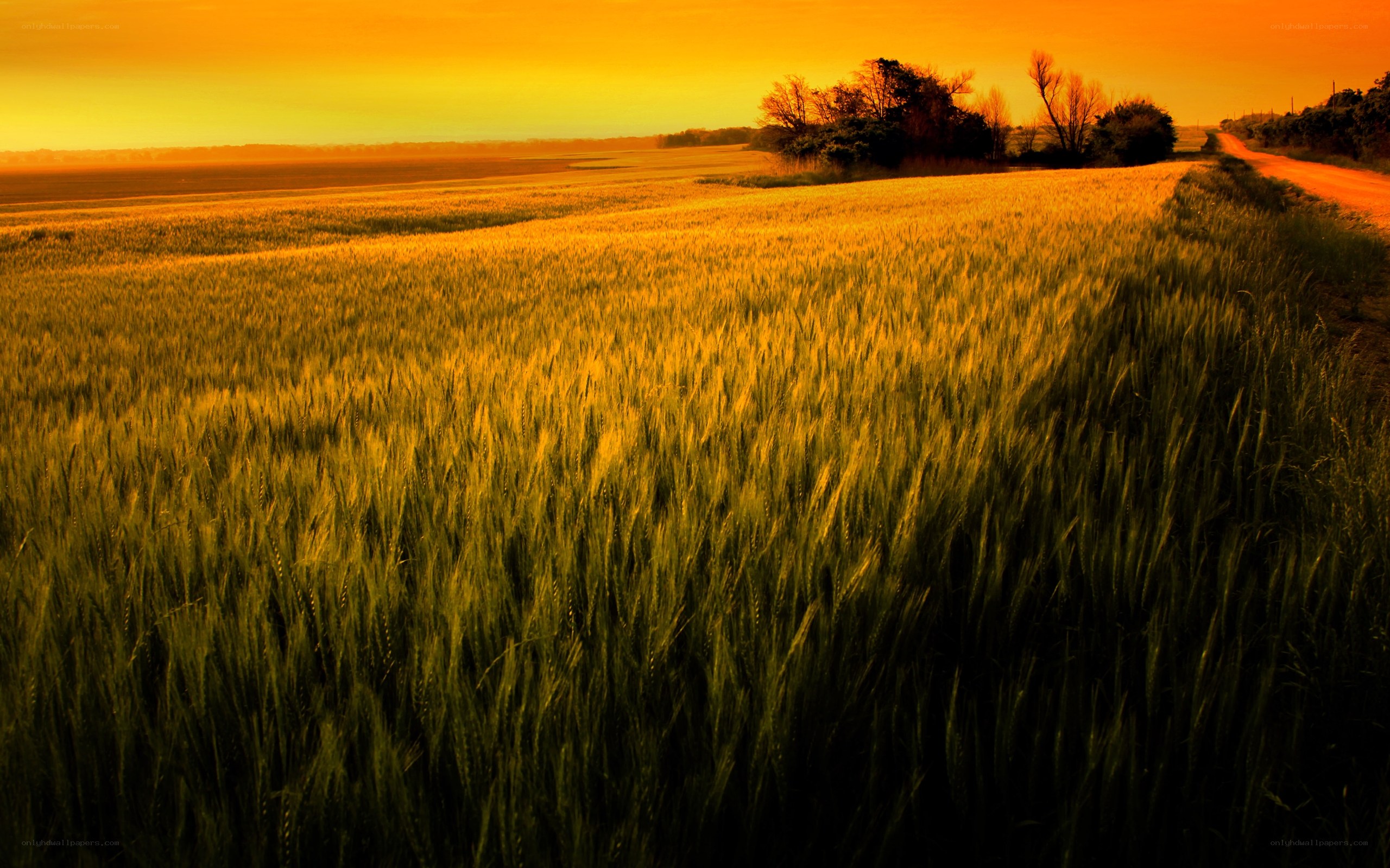 Golden wheat field at sunset