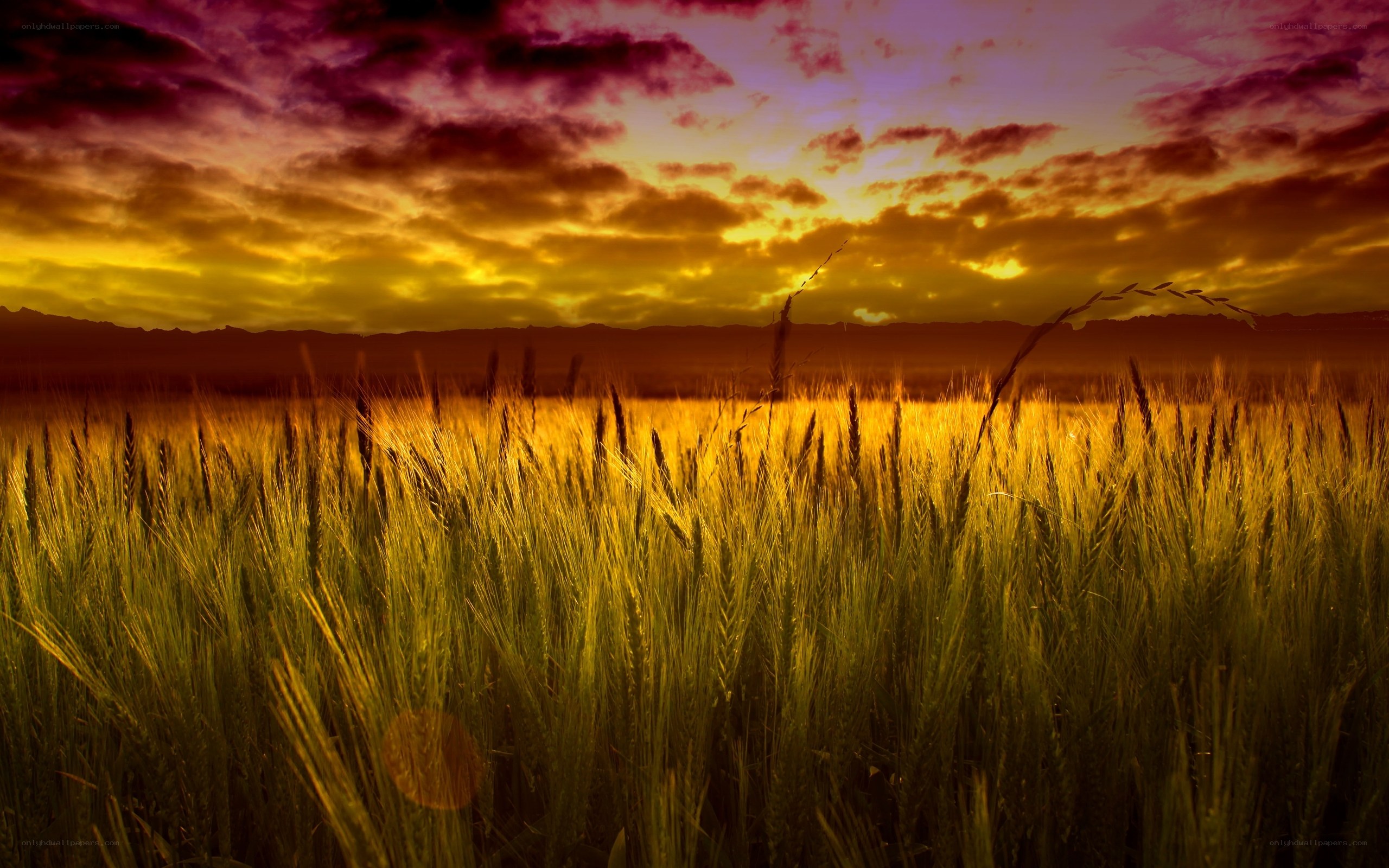 Golden wheat field at sunset