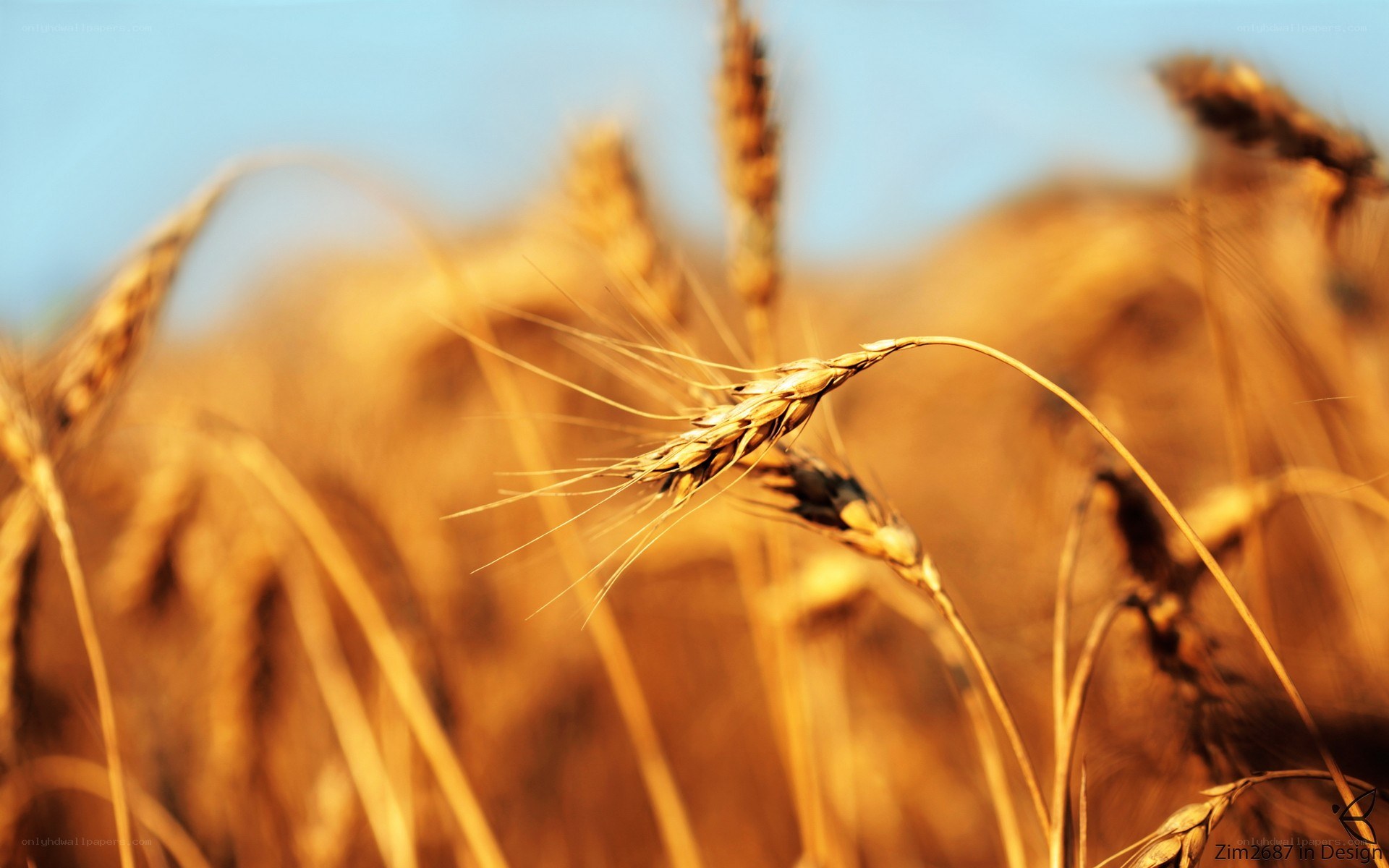 Golden wheat field at sunset