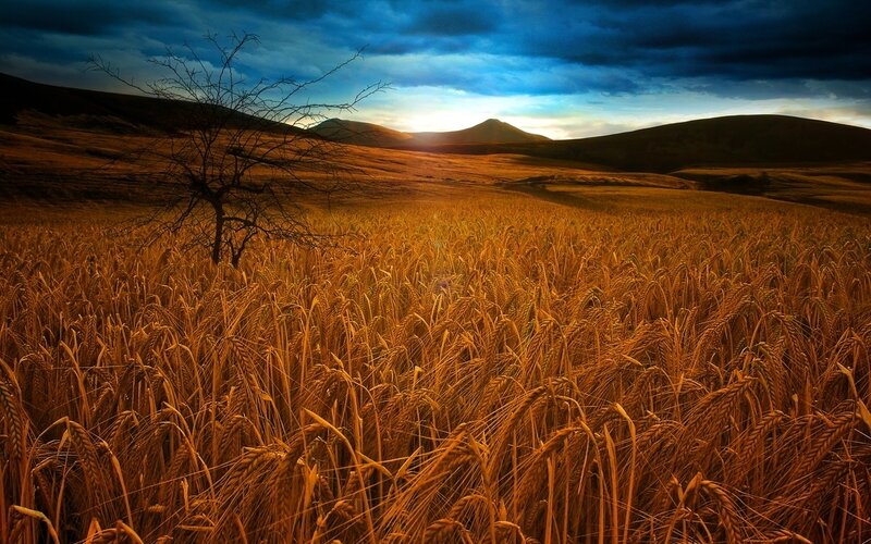 Golden wheat field at sunset