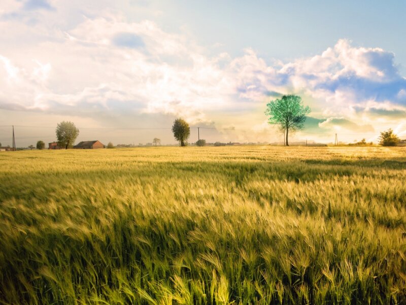 Golden wheat field at sunset