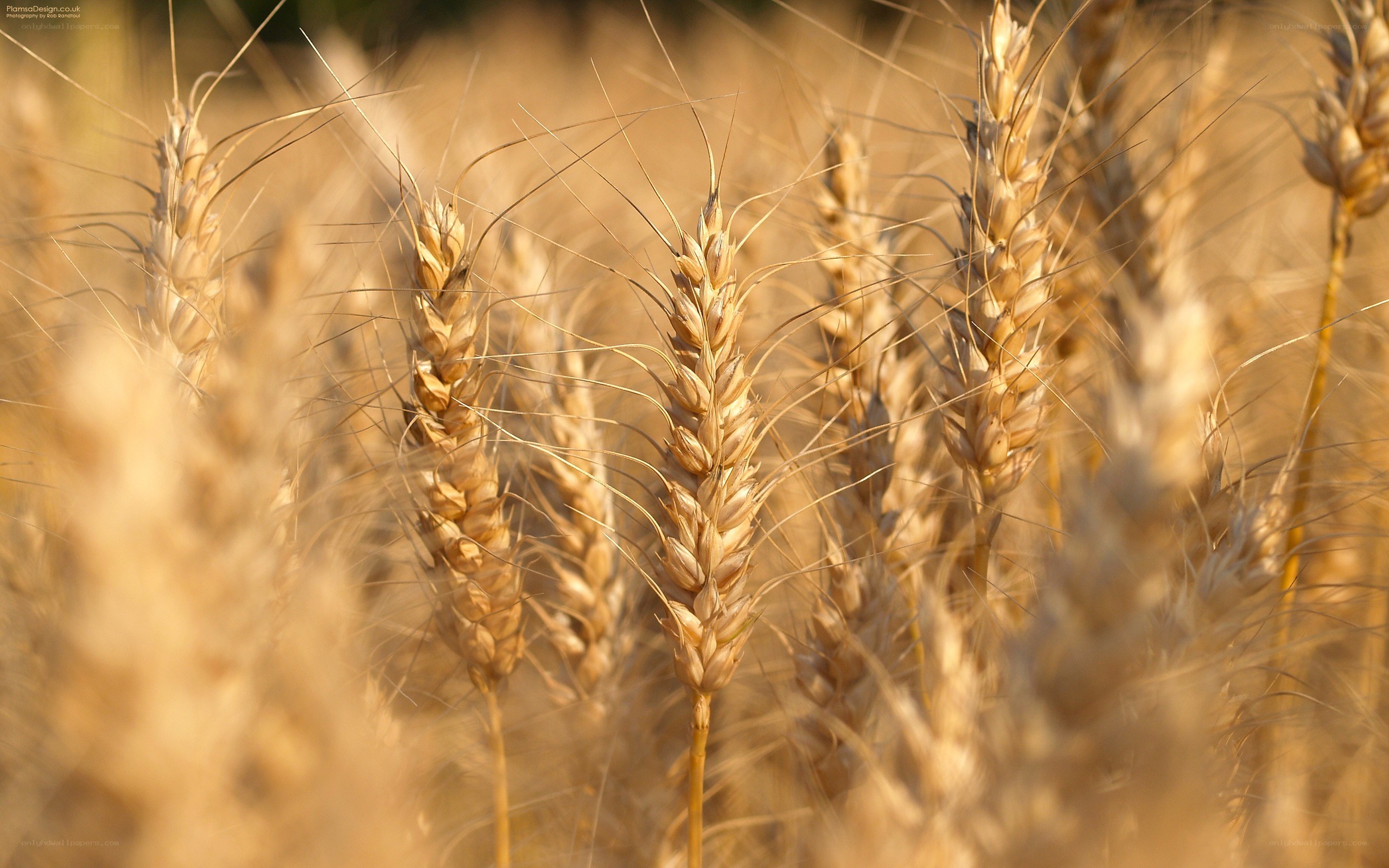 Golden wheat field at sunset
