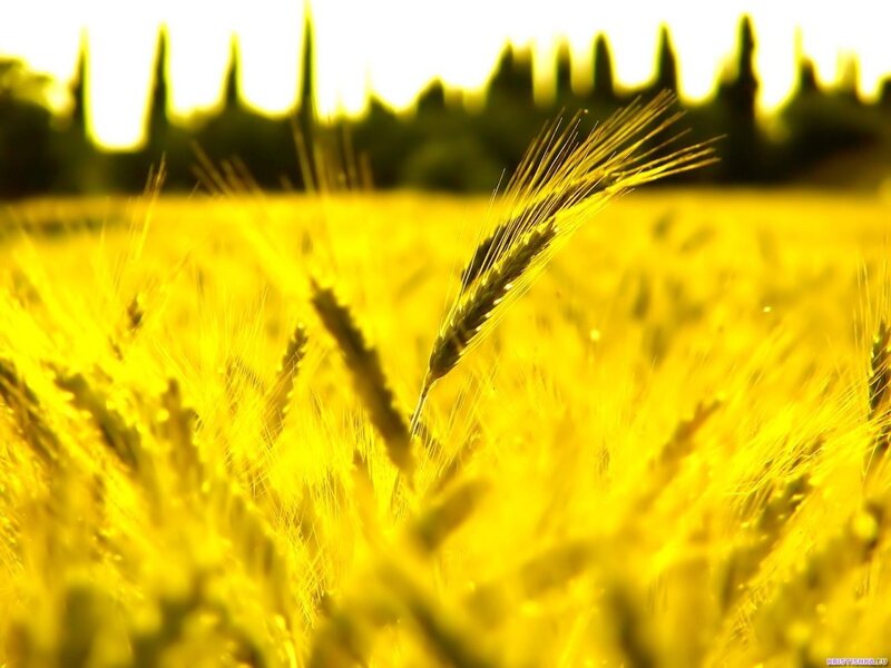 Golden wheat field at sunset